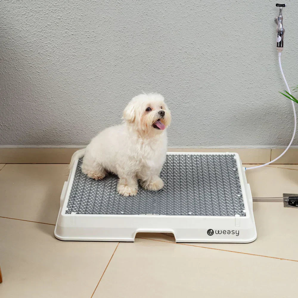 How to Choose the Best Dog Potty? Discover What Really Works!