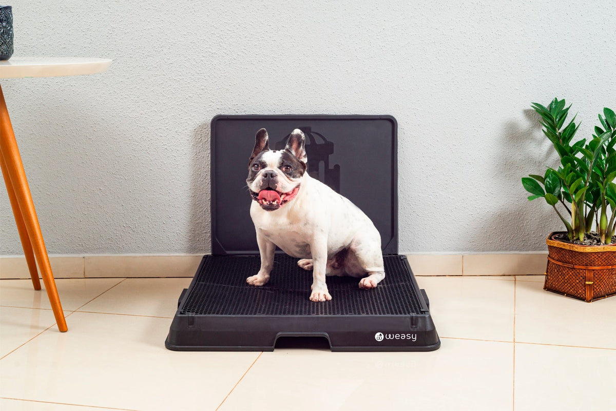 Weasy Smart Dog Potty
