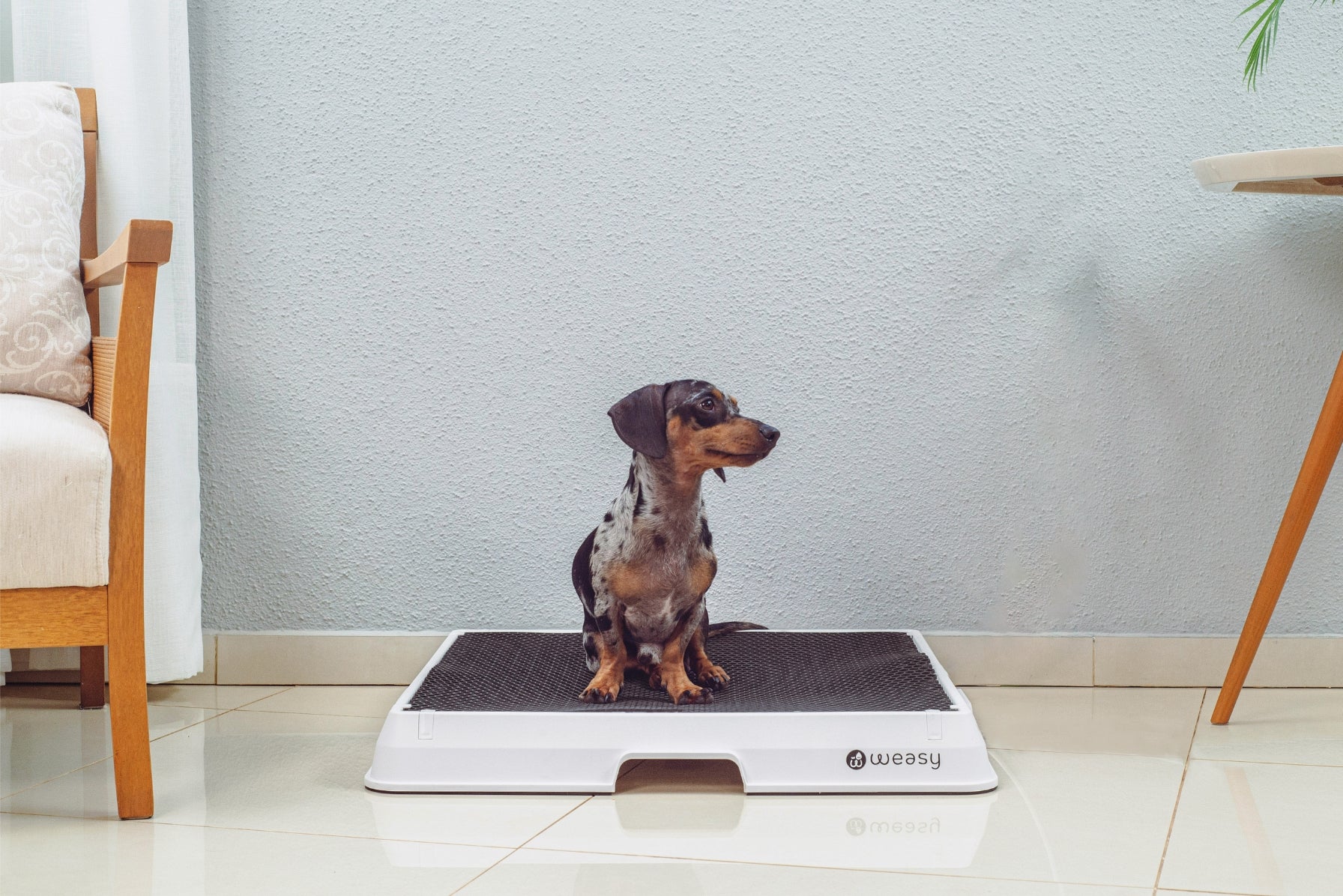 Weasy Smart Dog Potty