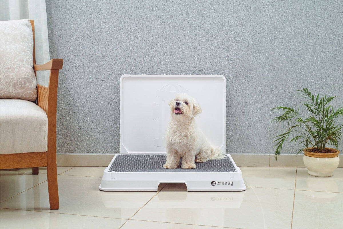 Weasy Smart Dog Potty