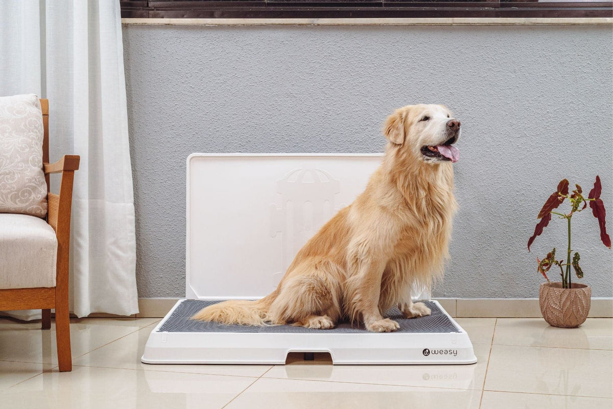 Weasy Smart Dog Potty