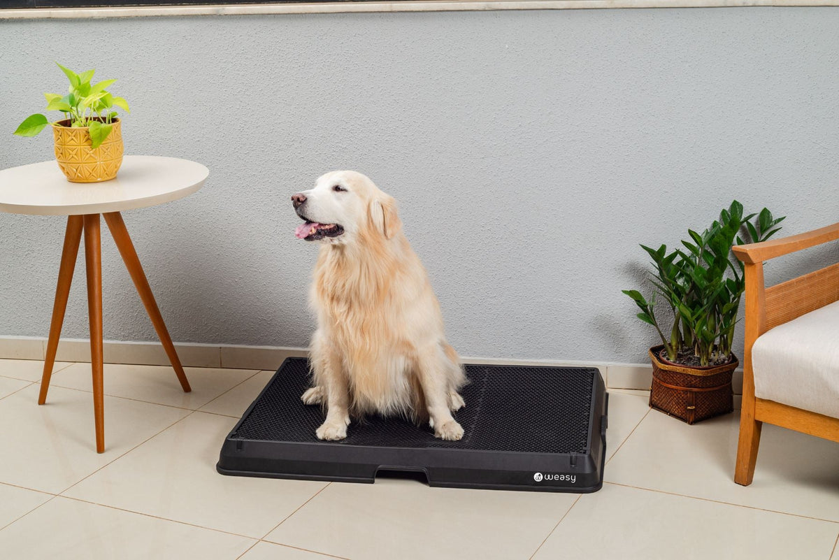 Weasy Smart Dog Potty