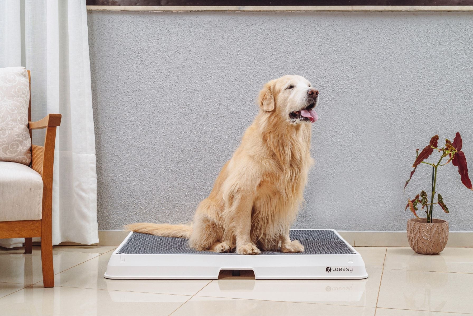 Weasy Smart Dog Potty